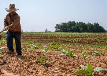 Como fica a aposentadoria rural com as novas regras?