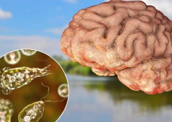 ameba comedora de cérebros