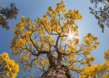 Qual estação vem após o inverno?