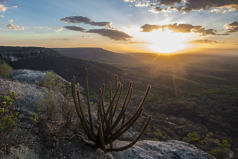 Como é o cheiro de terra molhada?