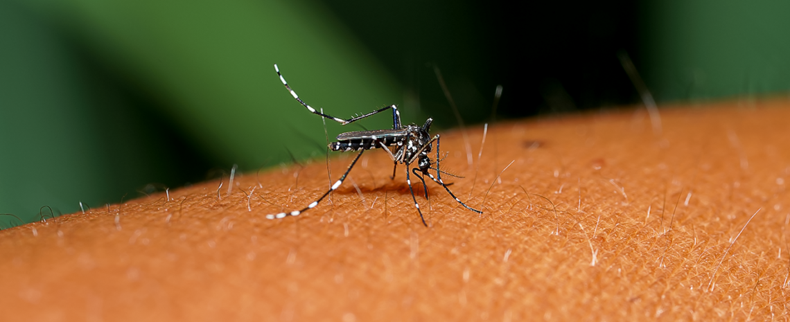 mosquitos