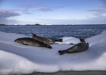 Foto: (Foto: Sebnem Coskun / Anadolu Angency / AFP)
