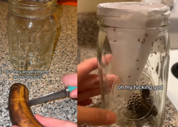 Moscas da fruta na cozinha? Truque dos antigos afasta todas rapidamente