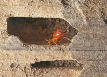 Cupim nos móveis? Solução caseira elimina todos de portas, mesas ou qualquer canto