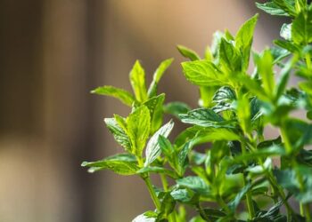 As propriedades medicinais da Hortelã fazem dela uma escolha valiosa para quem busca soluções sustentáveis e eficazes. (Foto: Reprodução da internet)
