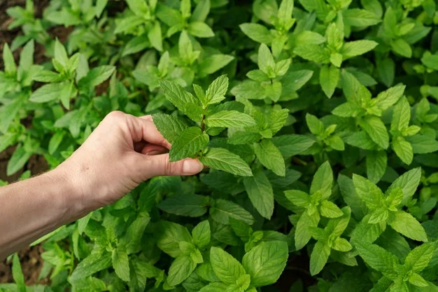 Seja no cultivo doméstico ou na utilização em práticas naturais de saúde, suas propriedades medicinais fazem dela uma escolha valiosa para quem busca soluções sustentáveis e eficazes. (Foto: Reprodução)
