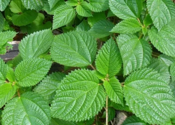Brasileiros estão pisando em planta que é verdadeiro tesouro no jardim