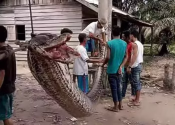 Peco foi encontrado morto dentro de uma cobra-píton de 7 metros em North Luwu, na Indonésia. (Foto: Reprodução da internet)