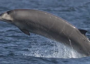 Foto: Reprodução da Internet