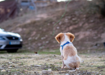 Cachorro de rua tem um novo começo e comove internautas com sua história