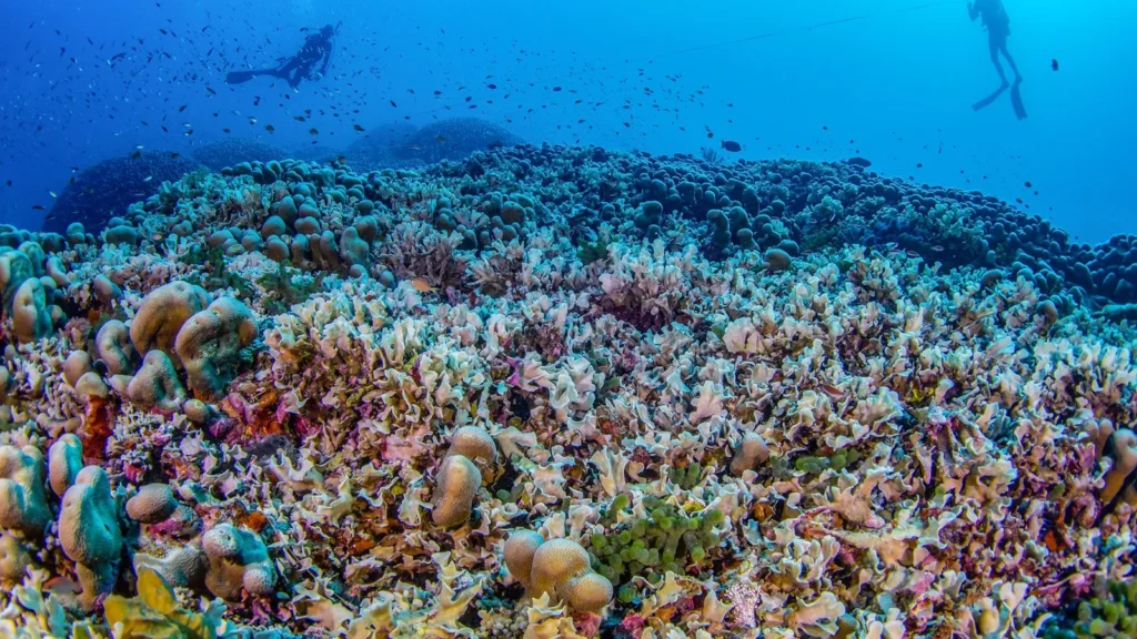 O coral foi descoberto nas proximidades do arquipélago Três Irmãs, na província de Makira-Ulawa. (Foto: National Geographic Pristine Seas | National Geographic)