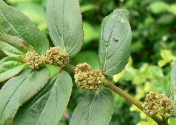 Esta planta pode nascer na calçada da sua casa e salvar a vida de muitas famílias