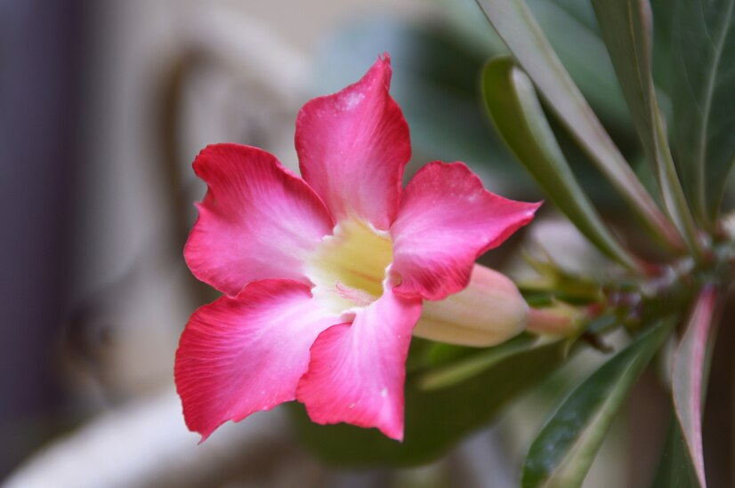 Rosa do deserto. (Foto: Freepik)