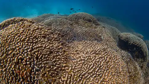 Maior coral já registrado na história. (Foto: National Geographic Pristine Seas | National Geographic)