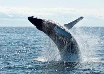 Baleia-azul. Foto: Reprodução da internet