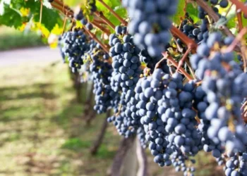 Imagem: Reprodução da internet