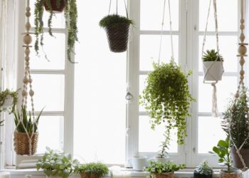 Planta que afasta moscas é a solução natural para sua janela