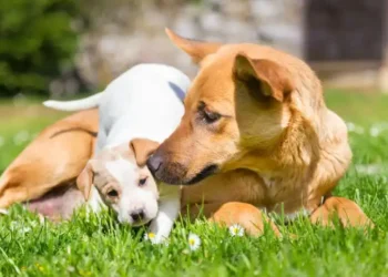 História emocionante de cadela que levou filhote à clínica viraliza na internet