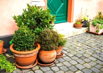 Planta comum que você talvez tenha no quintal de casa pode mudar a sua saúde