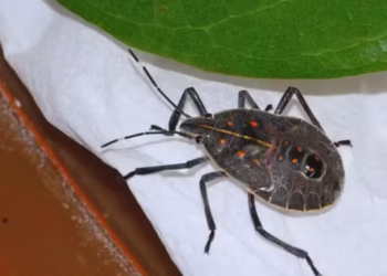 Praga asiática chega ao Brasil pelo Porto de Santos e levanta alerta nacional