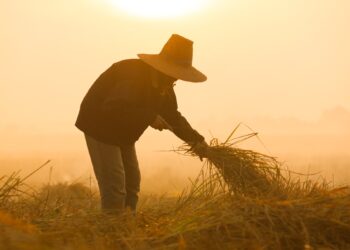 Programa Desenrola Rural vai beneficiar 1 milhão de famílias com renegociação de dívidas